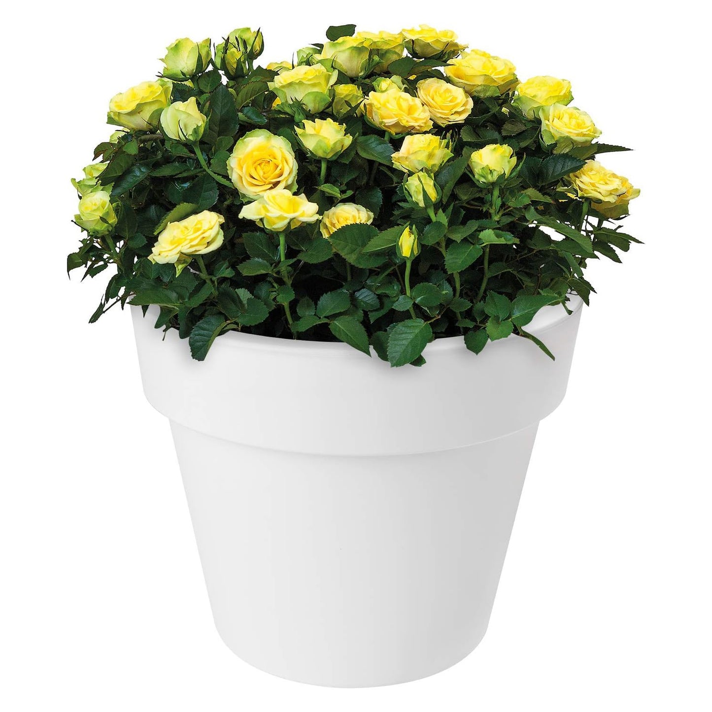 Vaso terra tondo diametro 60 cm