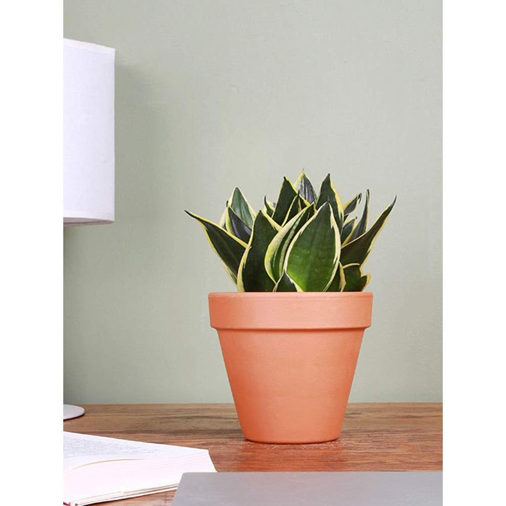 Vaso terra tondo diametro 60 cm